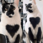 Concurso escolheu o gato mais bonito do Brasi