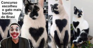 Concurso escolheu o gato mais bonito do Brasi