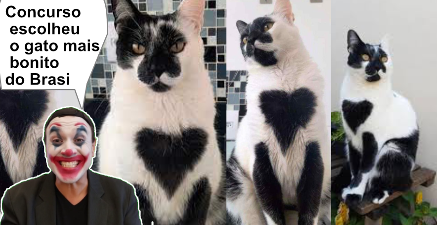 Concurso escolheu o gato mais bonito do Brasi